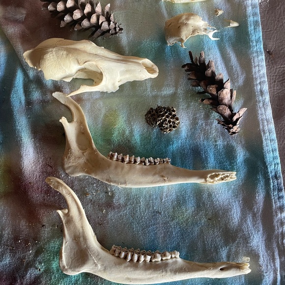 Misc bones / skulls - wild Turkey , coyote & deer jaws - all from Ky - Picture 1 of 6